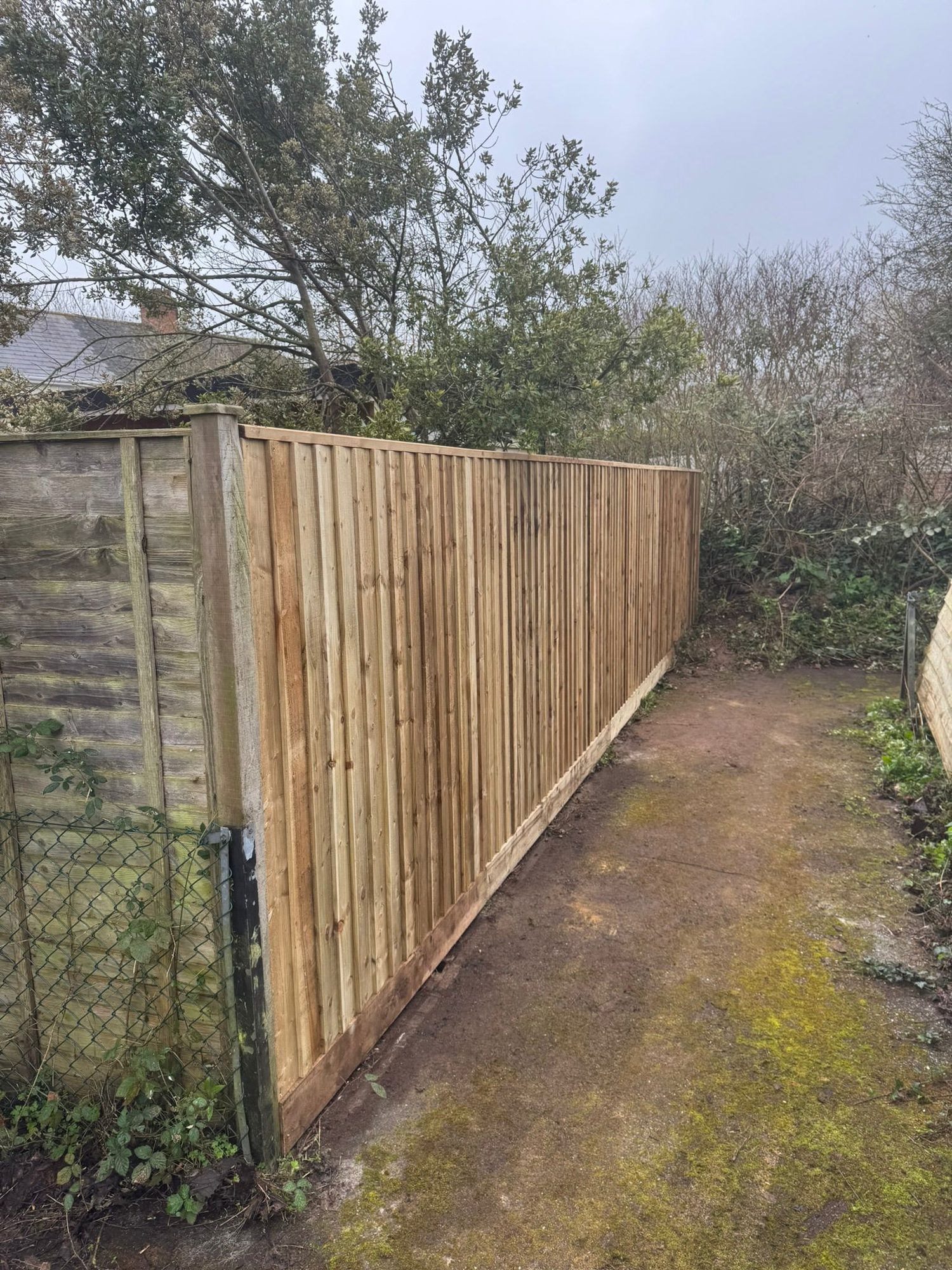Long run of new timber fence panels beside a garden path and planting